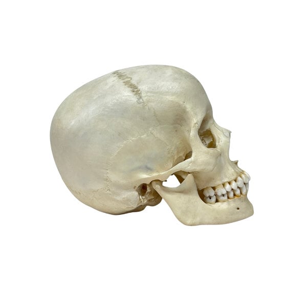 Human skull (B)