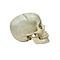 Human skull (B)