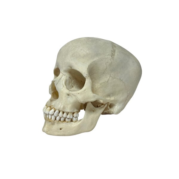 Menschlichen Schädel (B)