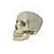 Human skull (B)