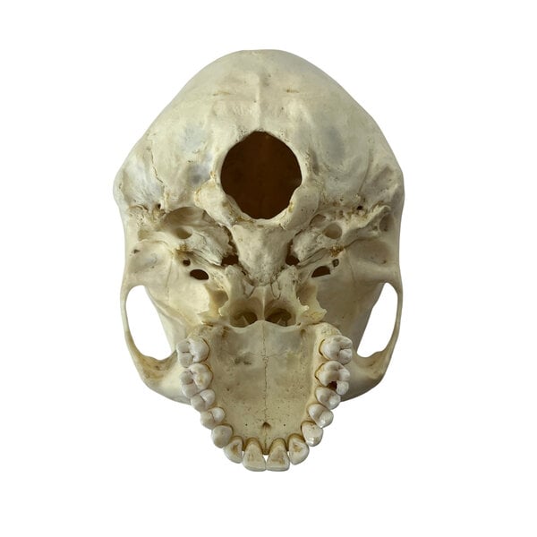 Human skull (B)