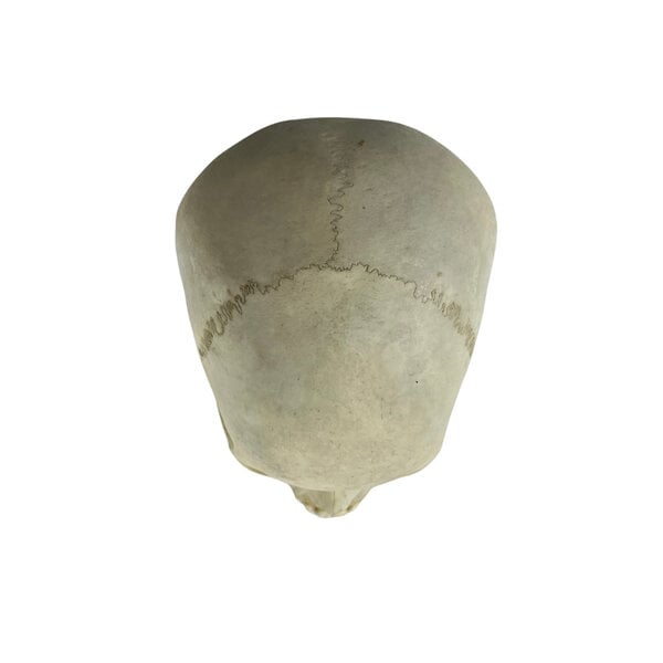 Menschlichen Schädel (B)