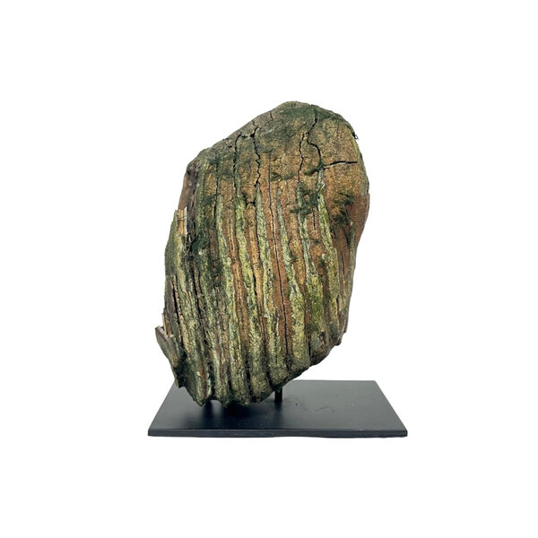 Fossiele mammoetkies op standaard (A)