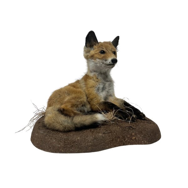 Mounted young fox (laying)