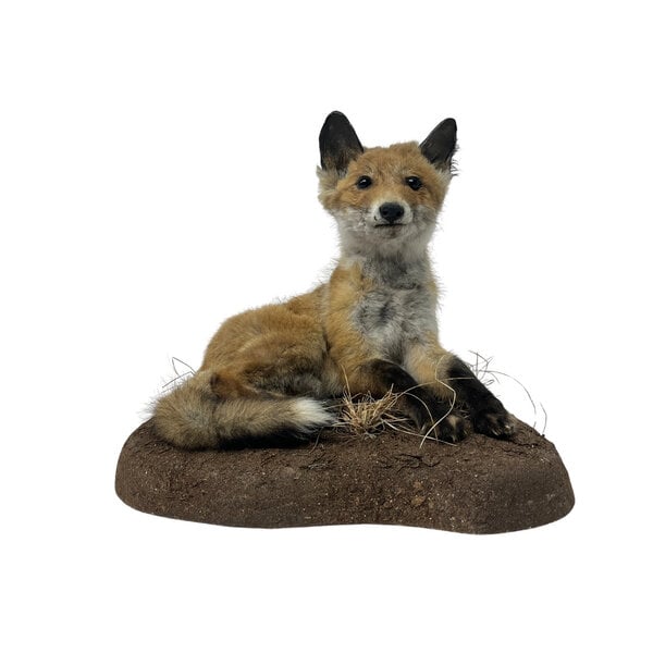 Mounted young fox (laying)