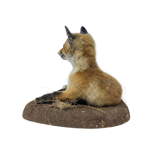 Mounted young fox (laying)