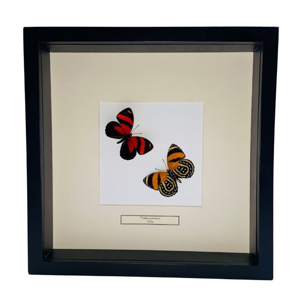 Mounted butterflies (2) in exclusive black wooden frame - Callicore Peristera
