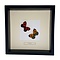Mounted butterflies (2) in exclusive black wooden frame - Callicore Peristera