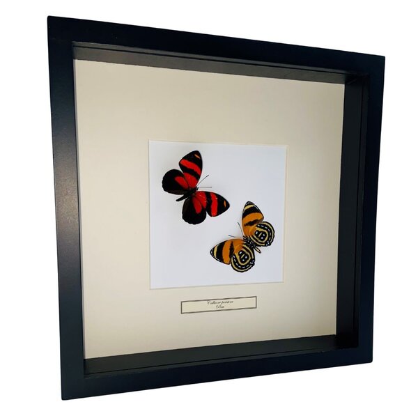 Mounted butterflies (2) in exclusive black wooden frame - Callicore Peristera