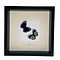 Mounted butterflies (2) in exclusive black wooden frame - Callithea Leprieuri