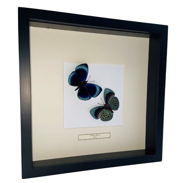 Mounted butterflies (2) in exclusive black wooden frame - Callithea Leprieuri