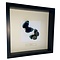 Mounted butterflies (2) in exclusive black wooden frame - Callithea Leprieuri