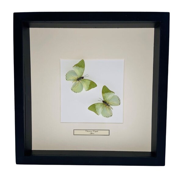 Mounted butterflies (2) in exclusive black wooden frame - Charaxes Eupale