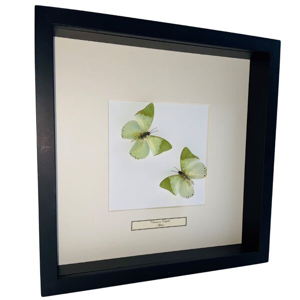 Mounted butterflies (2) in exclusive black wooden frame - Charaxes Eupale