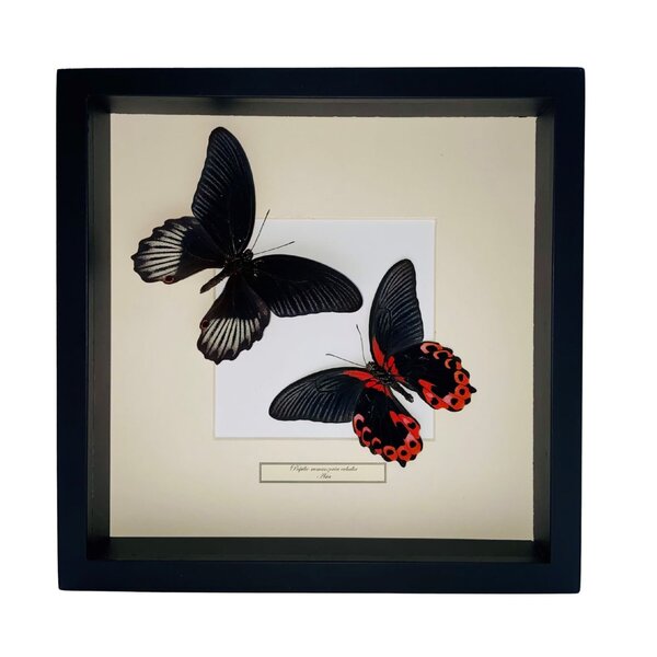 Mounted butterflies (2) in exclusive black wooden frame - Papilio Rumanzovia Eubalia