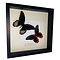 Mounted butterflies (2) in exclusive black wooden frame - Papilio Rumanzovia Eubalia