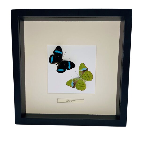Mounted butterflies (2) in exclusive black wooden frame - Nessaea Hewitsonii