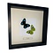 Mounted butterflies (2) in exclusive black wooden frame - Nessaea Hewitsonii