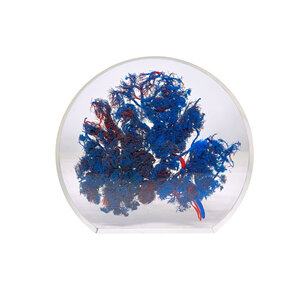 Placenta (Blue) - DeMuseumwinkel.com