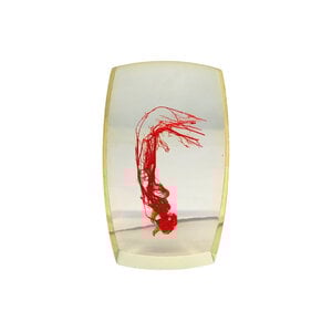 Bloedvaten poot Vos in resin