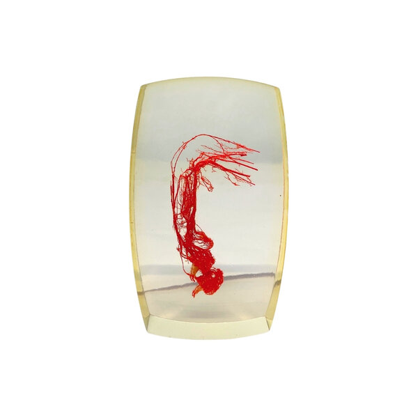 Bloedvaten poot Vos in resin