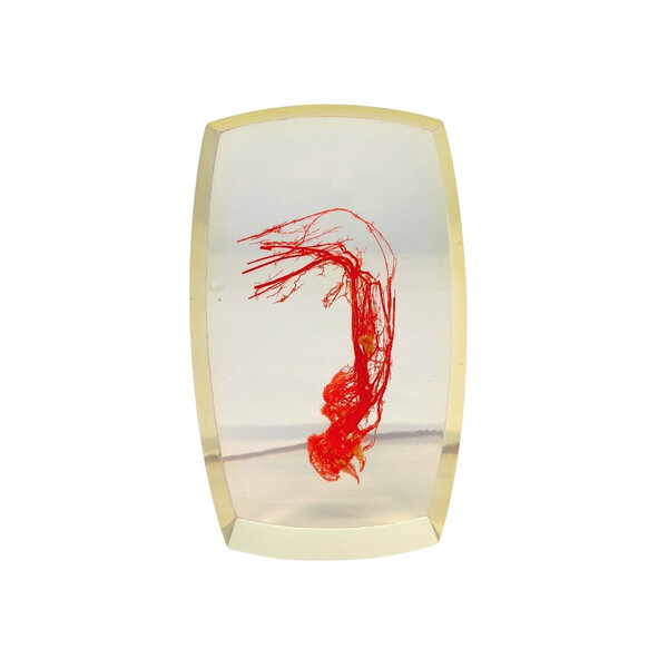 Blood vessels fox paw in resin