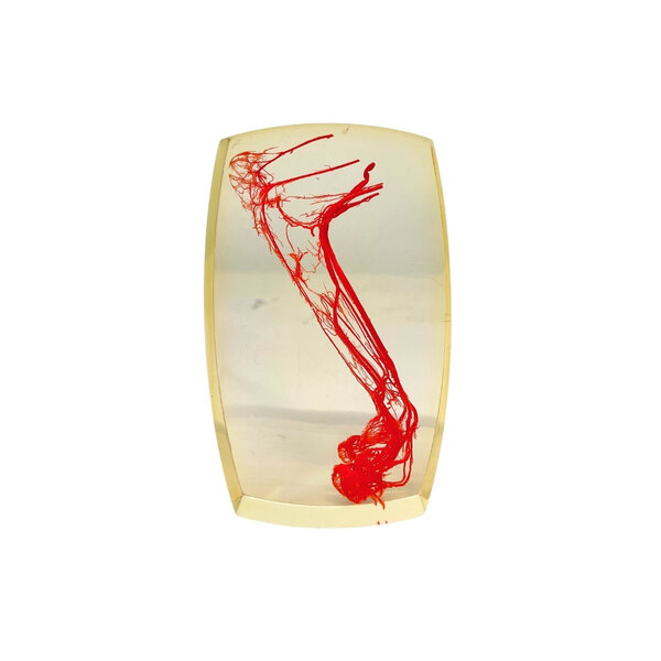 Blood vessels fox back paw in resin