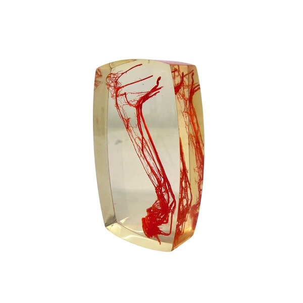 Bloedvaten achterpoot Vos in resin