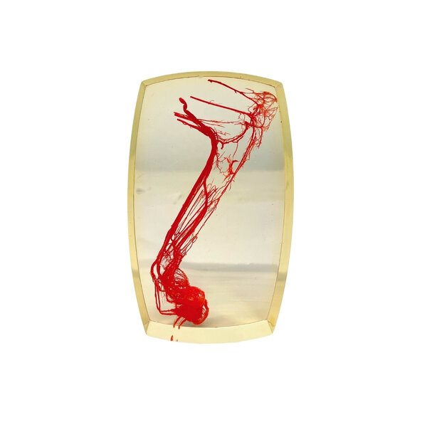 Bloedvaten achterpoot Vos in resin