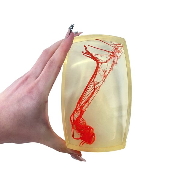 Bloedvaten achterpoot Vos in resin