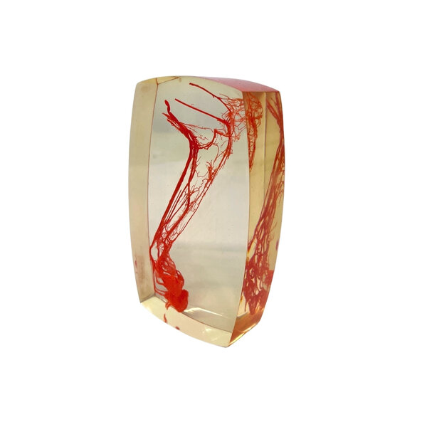 Bloedvaten achterpoot Vos in resin