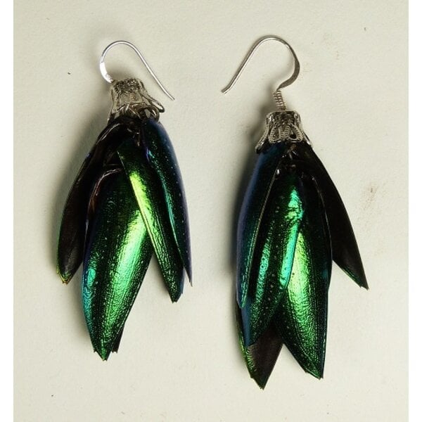 Jewel beetle shells - per 10 pieces