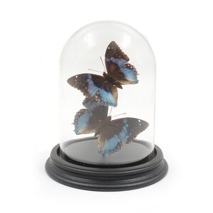 Glass dome with mounted butterflies - Charaxes smaragdalis (2)