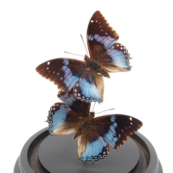 Glass dome with mounted butterflies - Charaxes smaragdalis (2)