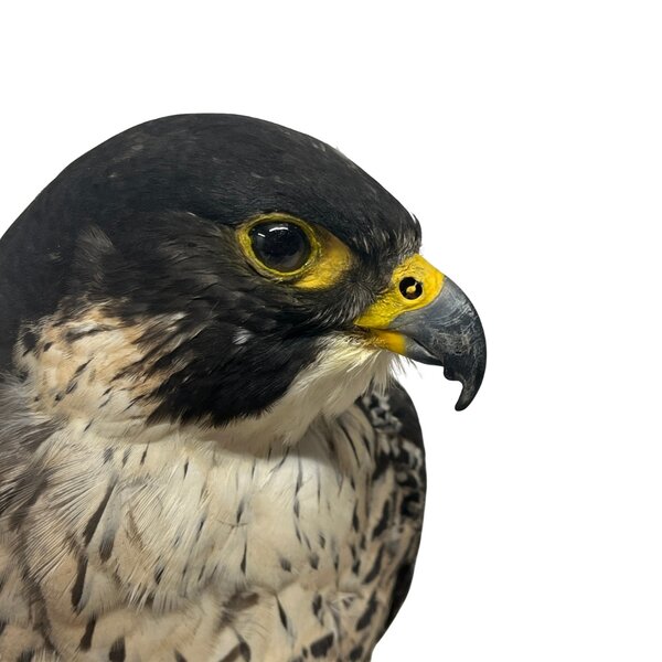 Mounted Peregrine falcon