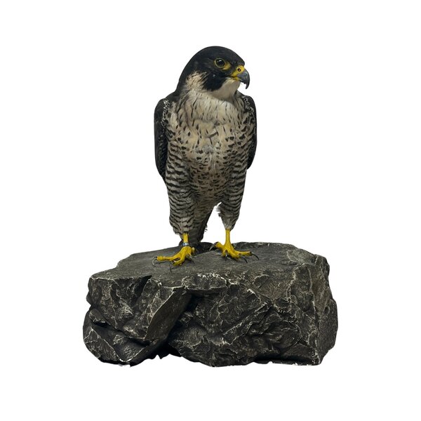 Mounted Peregrine falcon