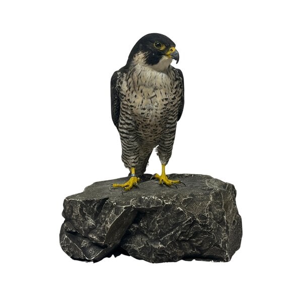 Präparierte Wanderfalke