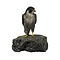 Mounted Peregrine falcon