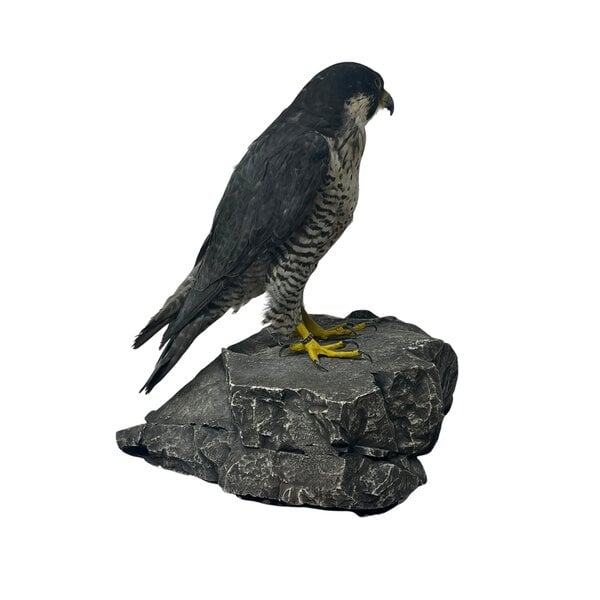 Präparierte Wanderfalke