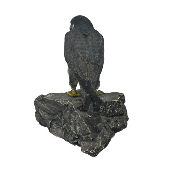 Opgezette slechtvalk