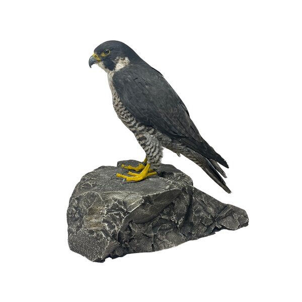 Mounted Peregrine falcon