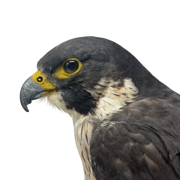 Mounted Peregrine falcon