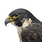 Mounted Peregrine falcon