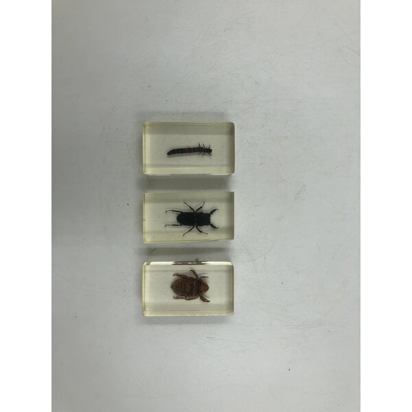 Insects in resin (3 pieces)