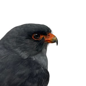 Mounted Red-footed falcon