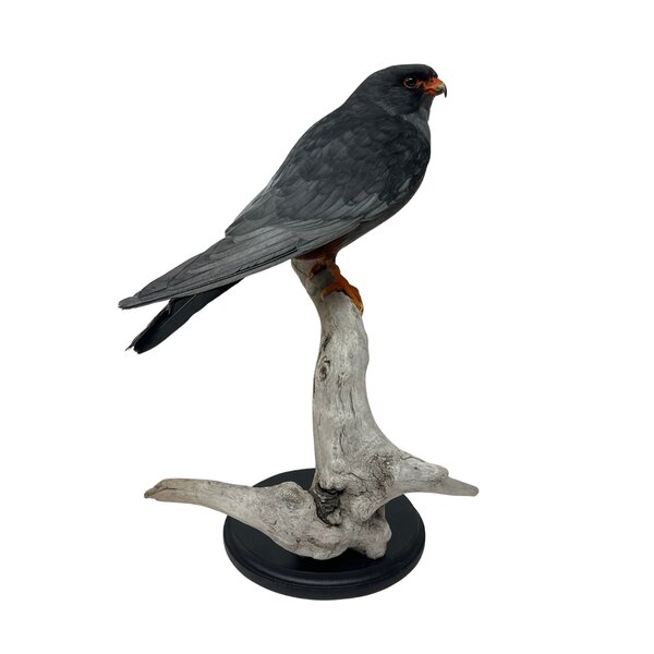 Mounted Red-footed falcon