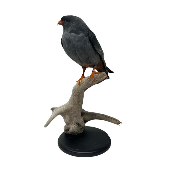 Mounted Red-footed falcon