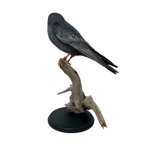 Präpariert Rotfußfalke