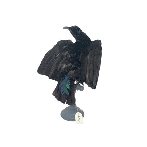 Mounted Victoria's riflebird antique (male)