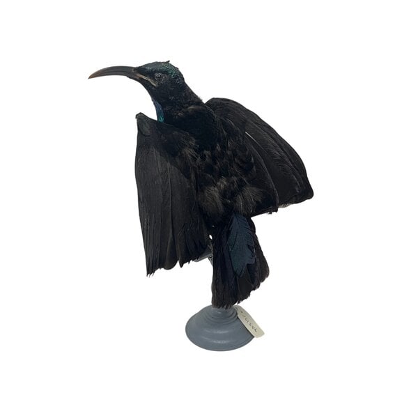 Opgezette antieke Victoria's Geweervogel (Man)